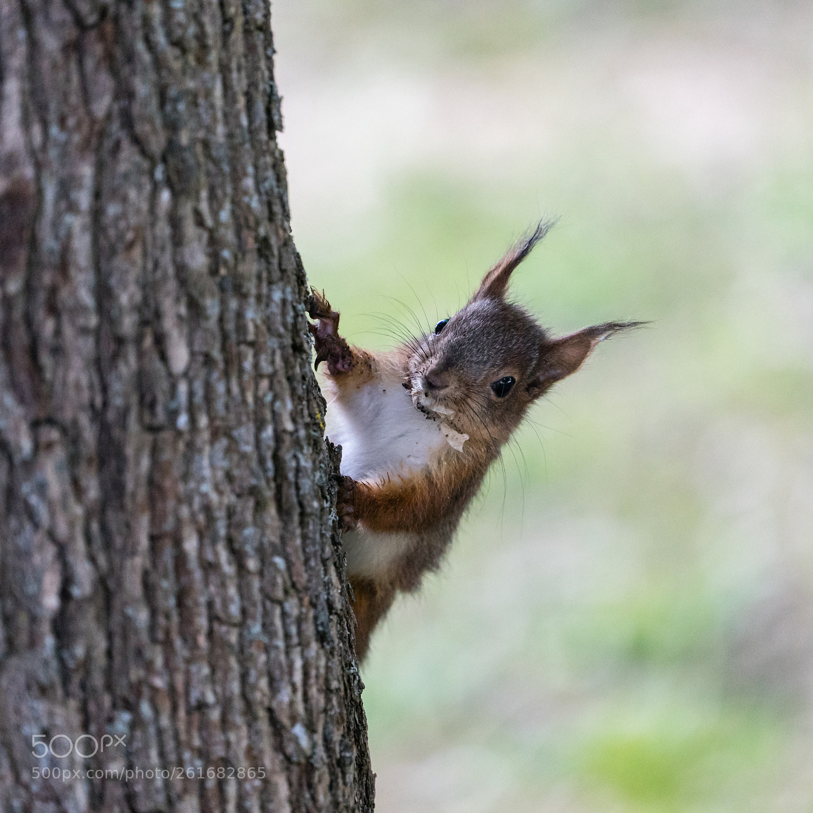 Sony a7 sample photo. Squirrel photography