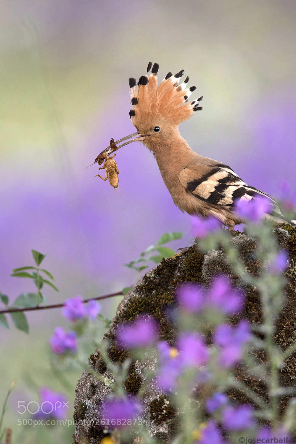 Canon EOS 7D Mark II sample photo. Common hoopoe on a photography