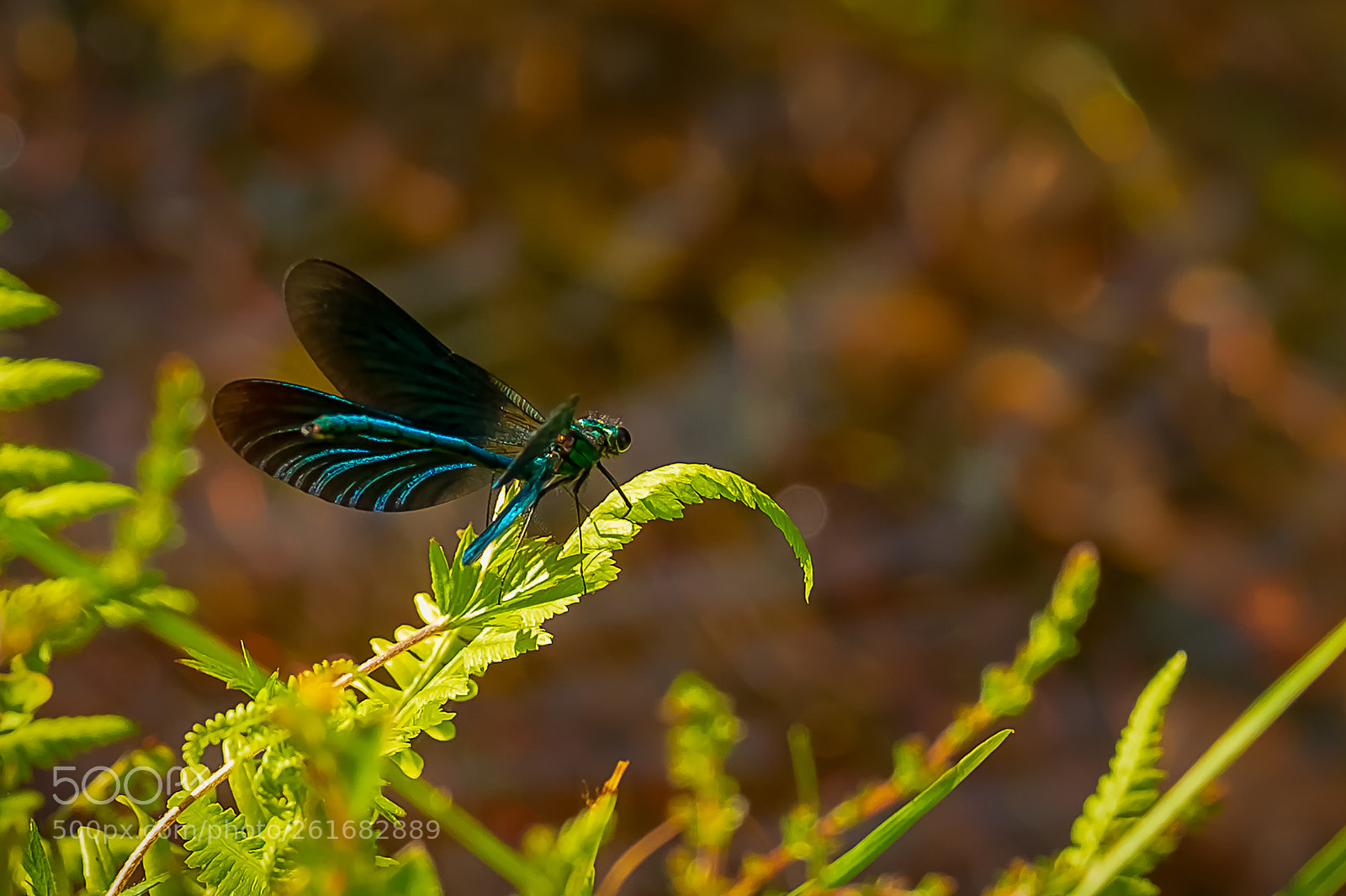 Fujifilm X-T2 sample photo. Damsels on dartmoor photography