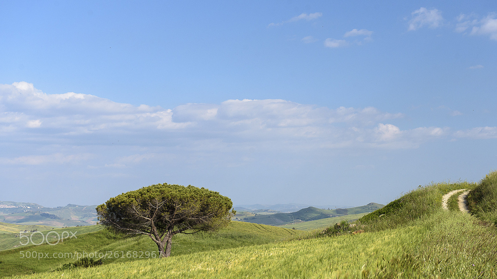 Nikon D750 sample photo. Trees of sicily #10 photography