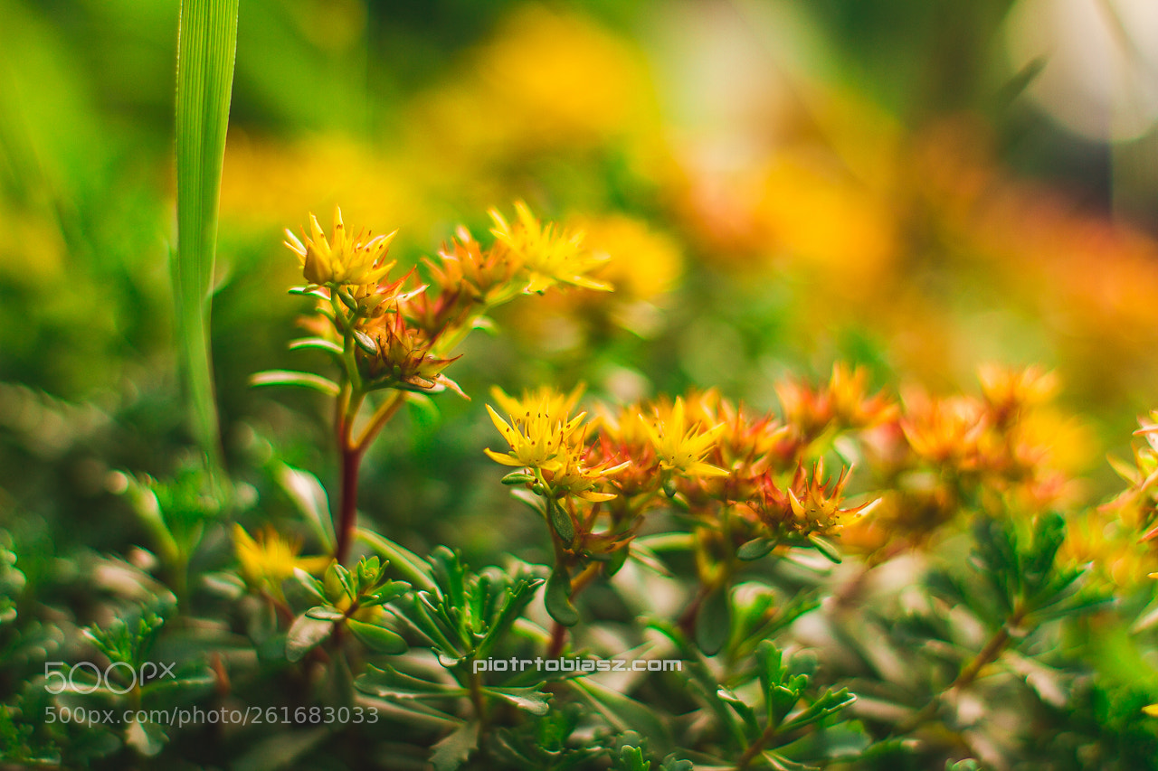 Canon EOS 7D sample photo. Colorfull photography