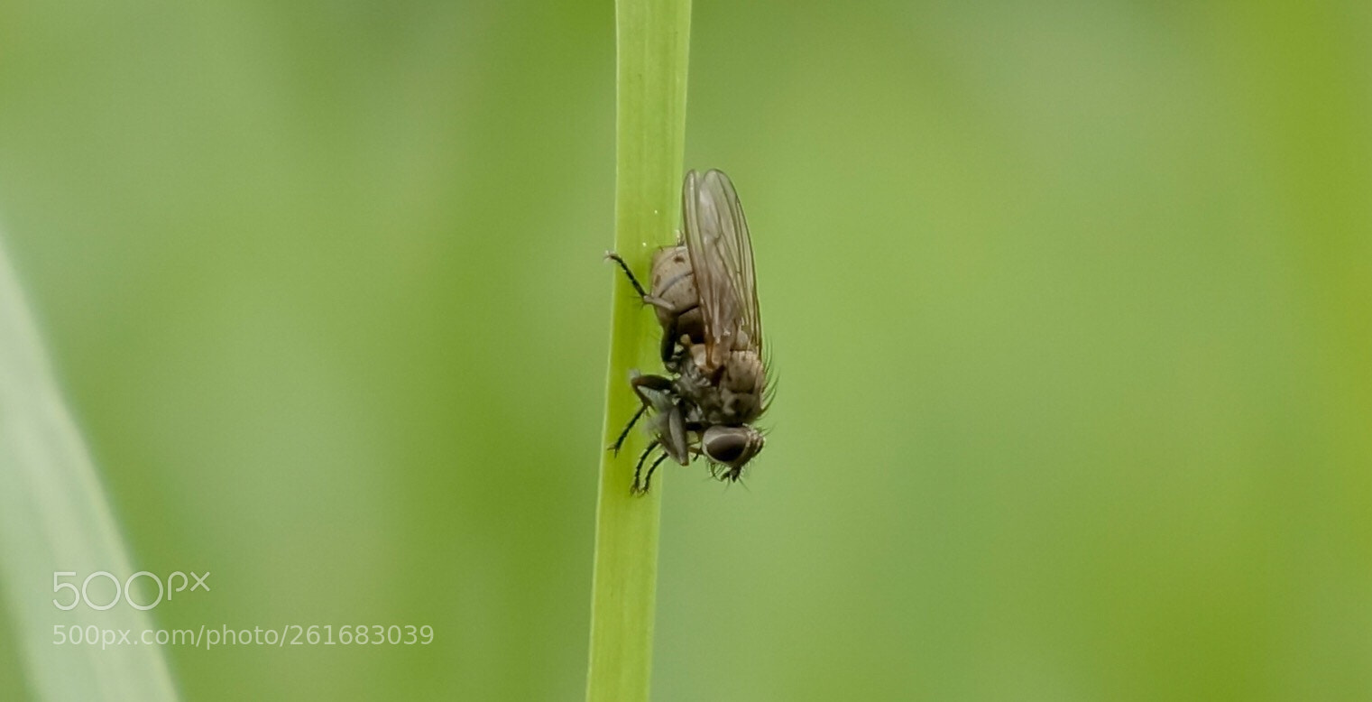 Sony Alpha NEX-7 sample photo. Ich kuck mir das photography