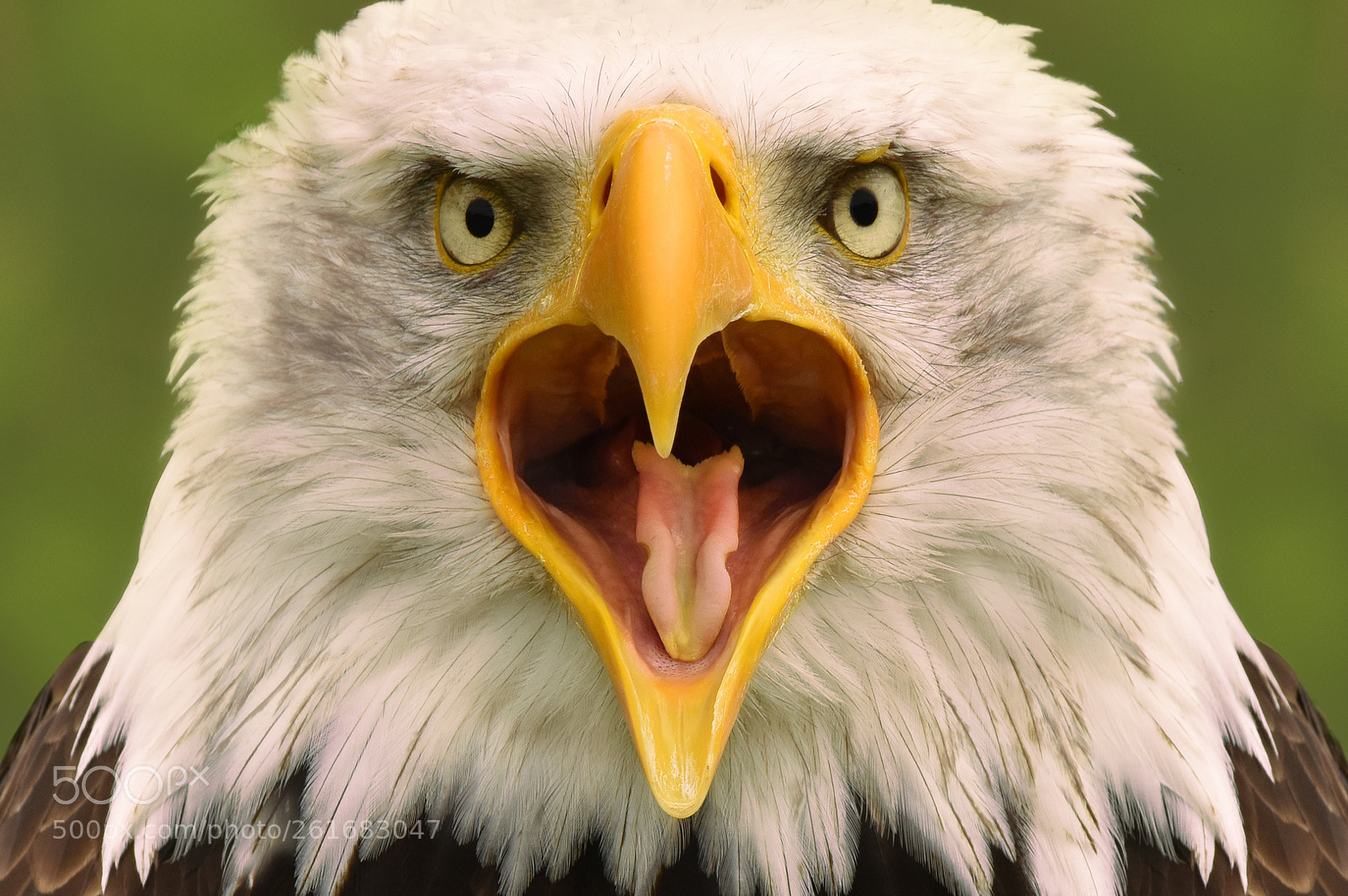 Nikon D810 sample photo. Mad eagle photography