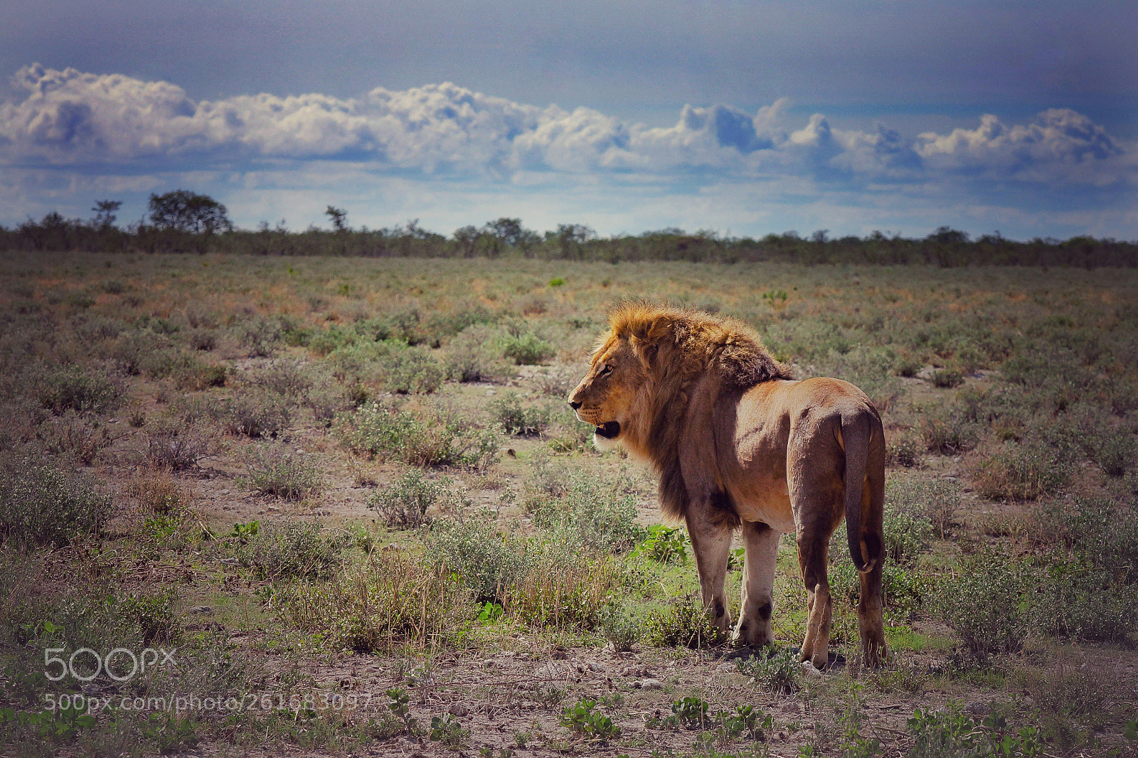 Sony SLT-A77 sample photo. King and kingdom photography