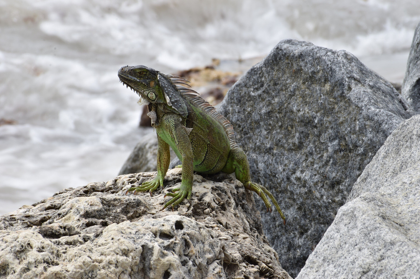 Nikon D3300 sample photo. Iguana photography