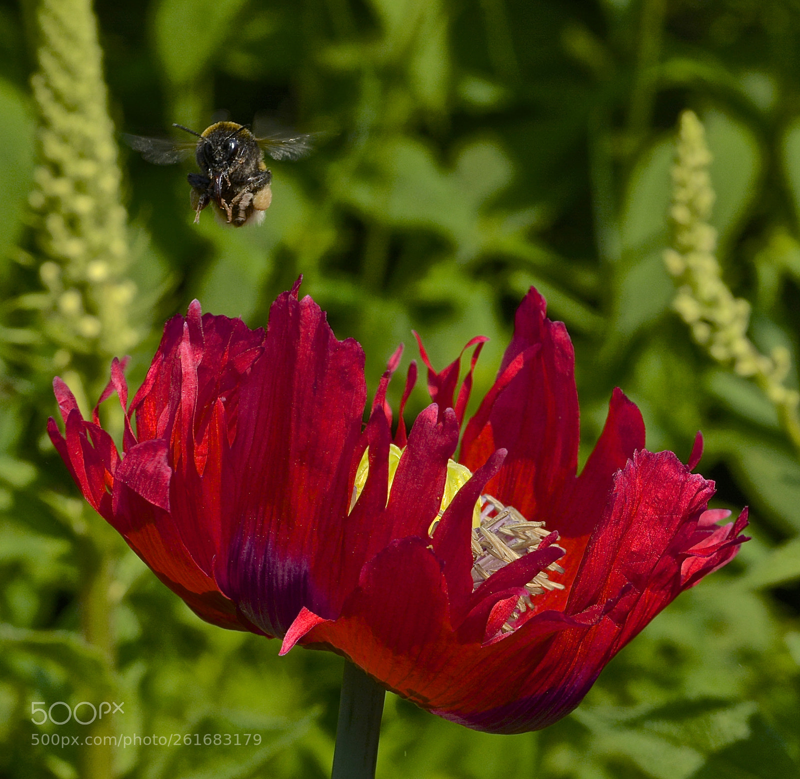 Nikon D7100 sample photo. On finals... photography