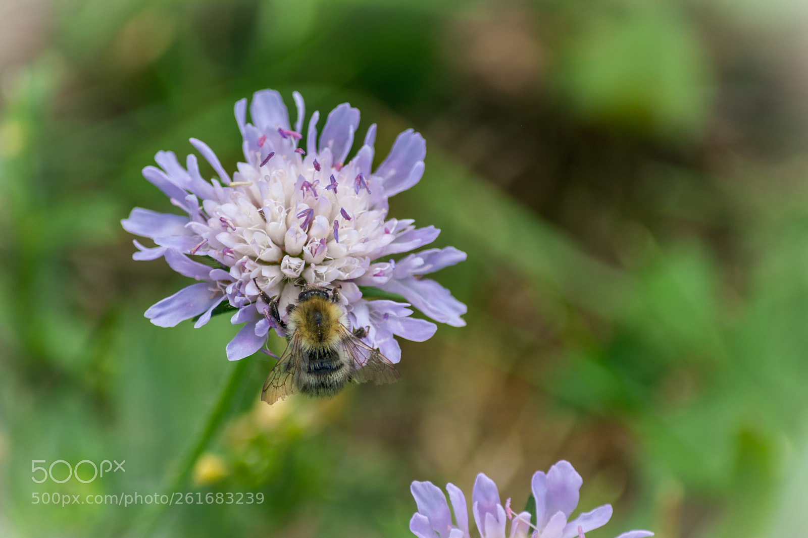Nikon D5200 sample photo. Bee on flower photography