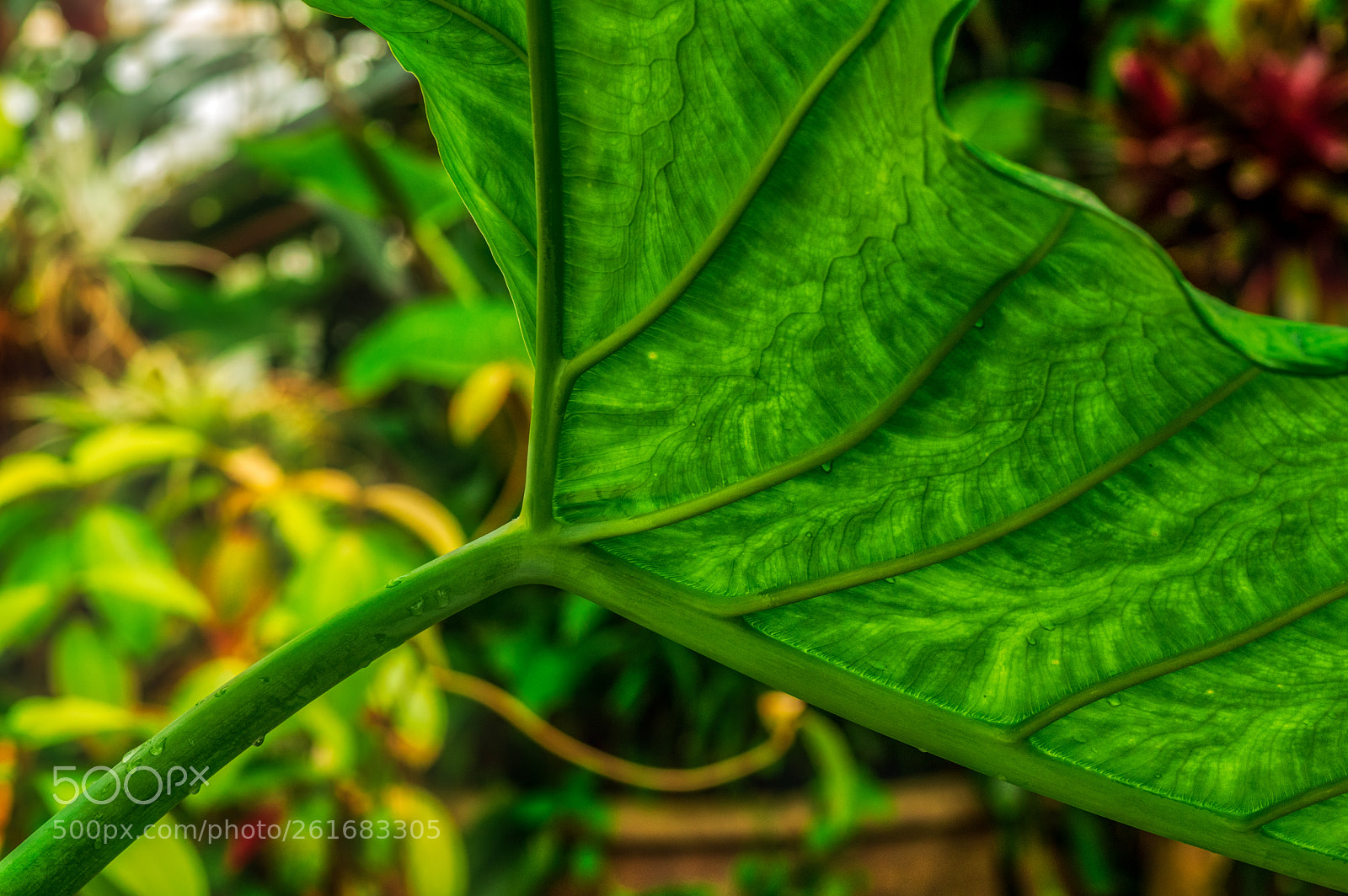 Pentax K-3 II sample photo. Sf botanical garden photography