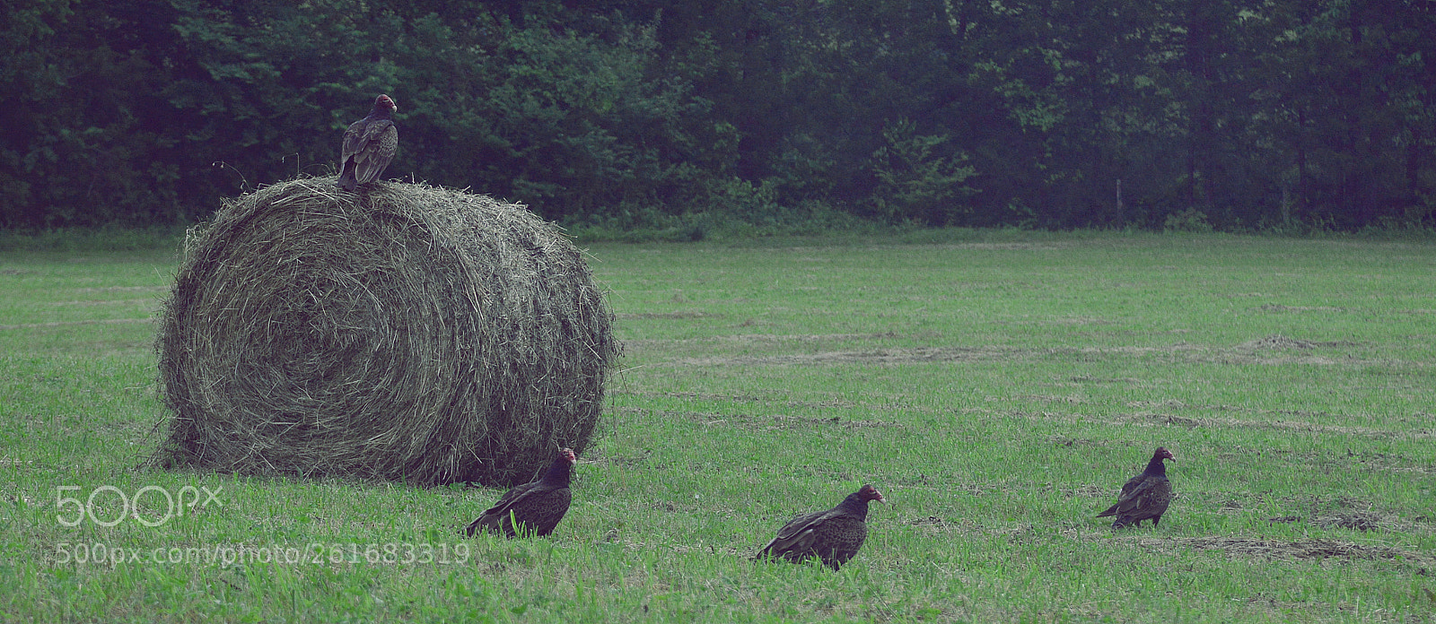 Nikon D3200 sample photo. The undertaker is waiting photography