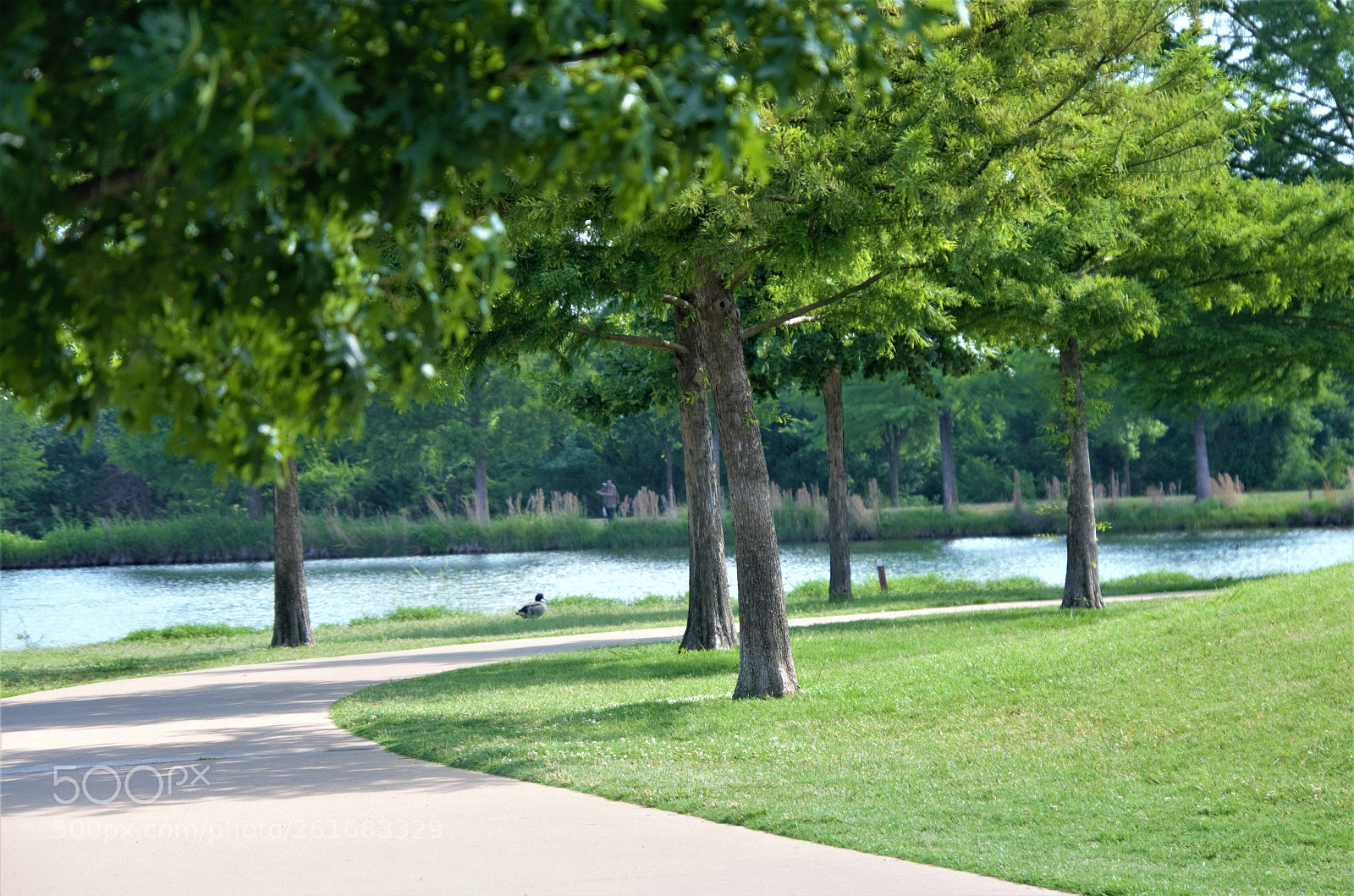 Nikon D5100 sample photo. Park photography