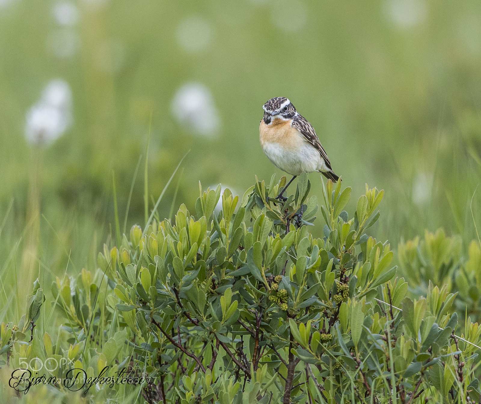 Canon EOS-1D X Mark II sample photo. Whinchat photography