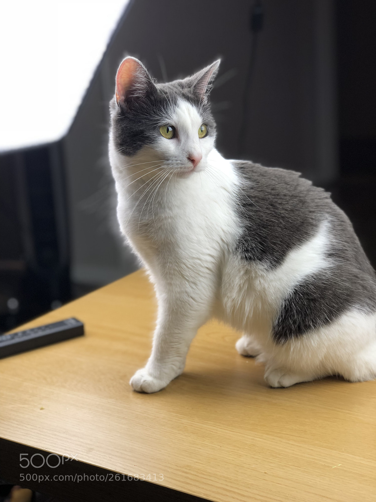 Apple iPhone 8 Plus sample photo. Ed aeeaab photography