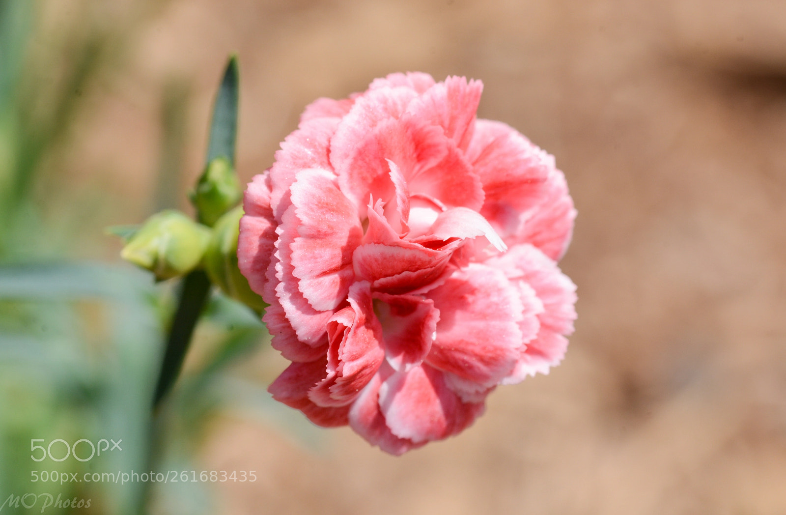 Nikon D7100 sample photo. In bloom photography