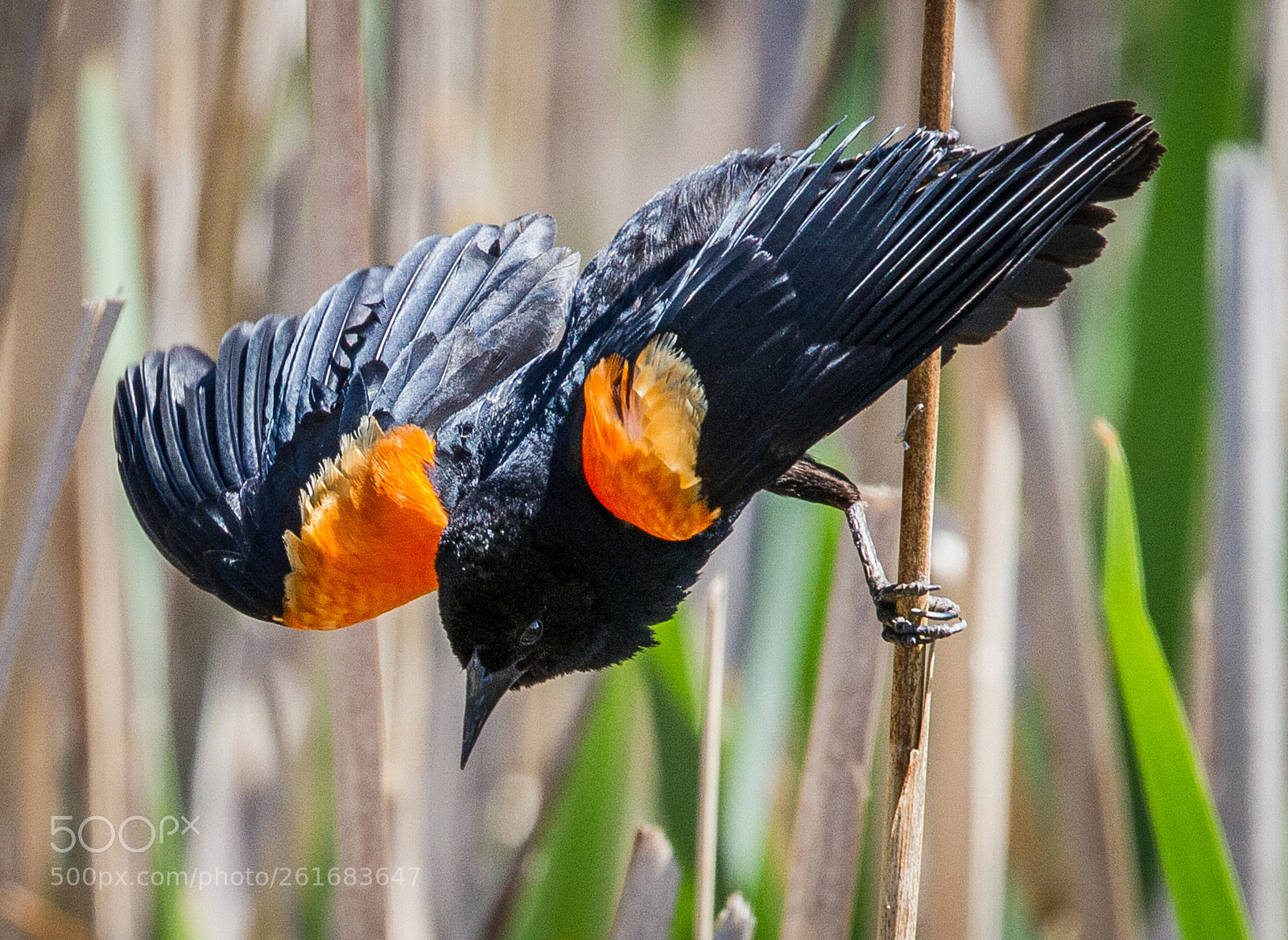 Canon EOS 7D sample photo. Red winged blackbird showing photography