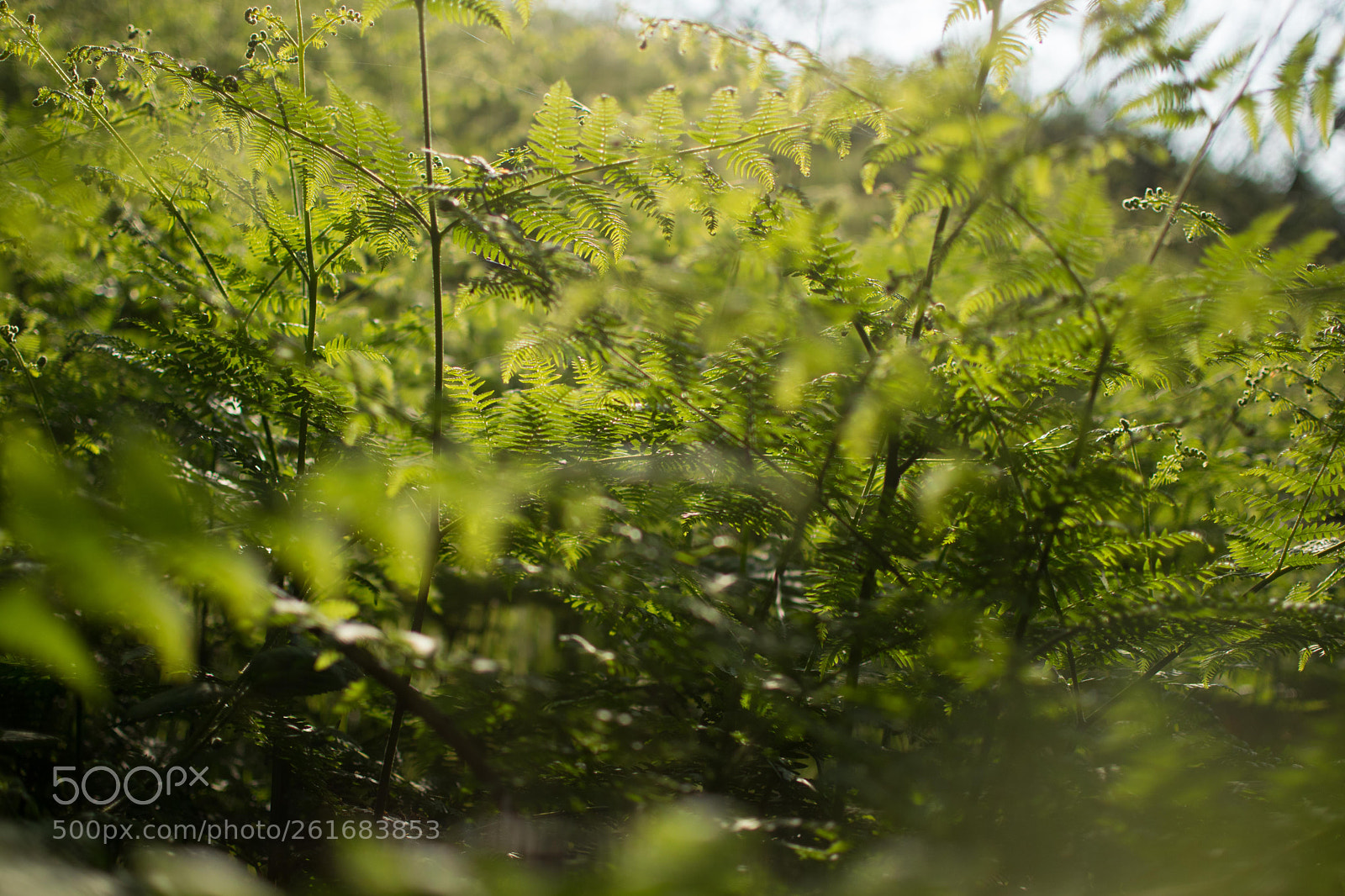 Nikon D3300 sample photo. Plants photography