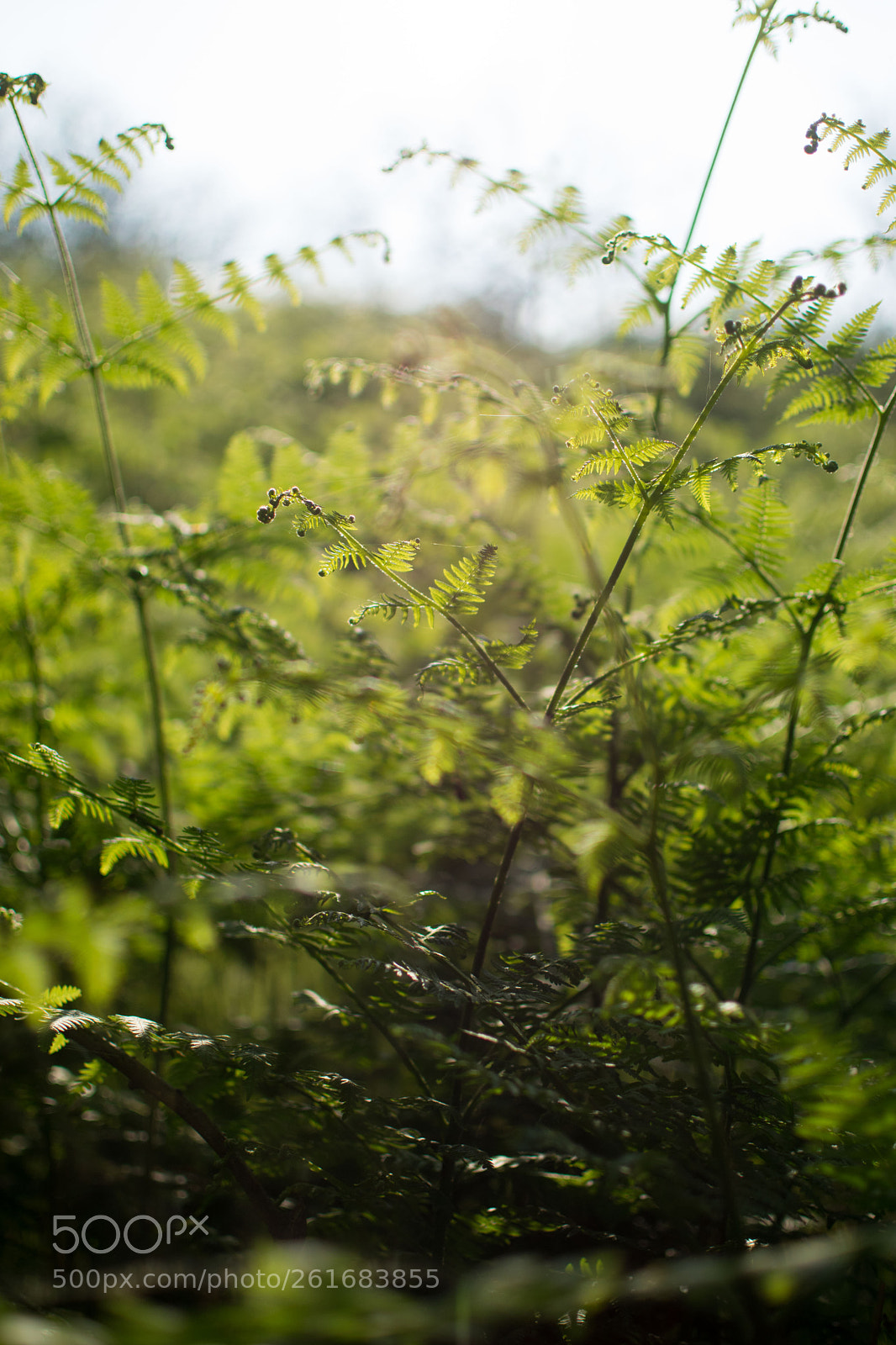 Nikon D3300 sample photo. Plants photography
