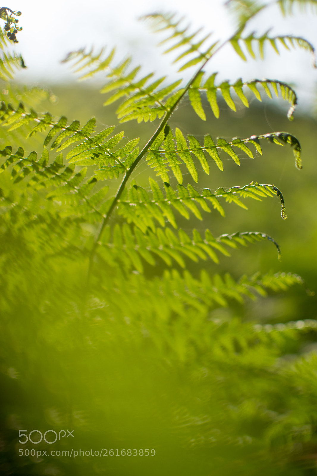 Nikon D3300 sample photo. Plants photography