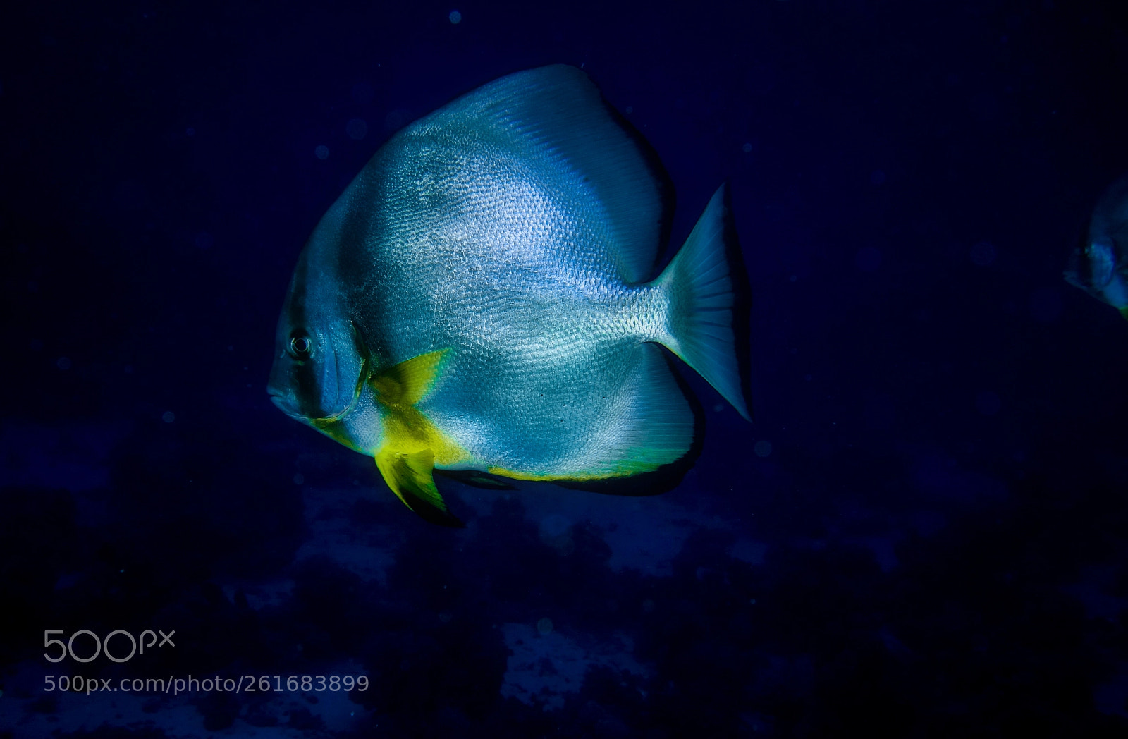 Sony Cyber-shot DSC-RX100 II sample photo. Batfish in the blue photography