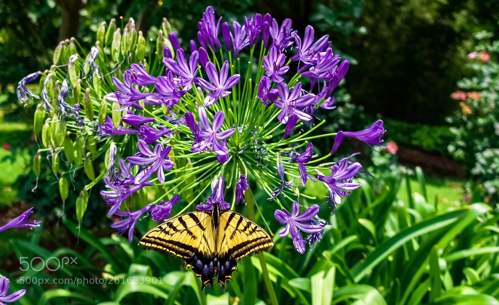 Sony DSC-RX100M5 sample photo. Mariposa photography