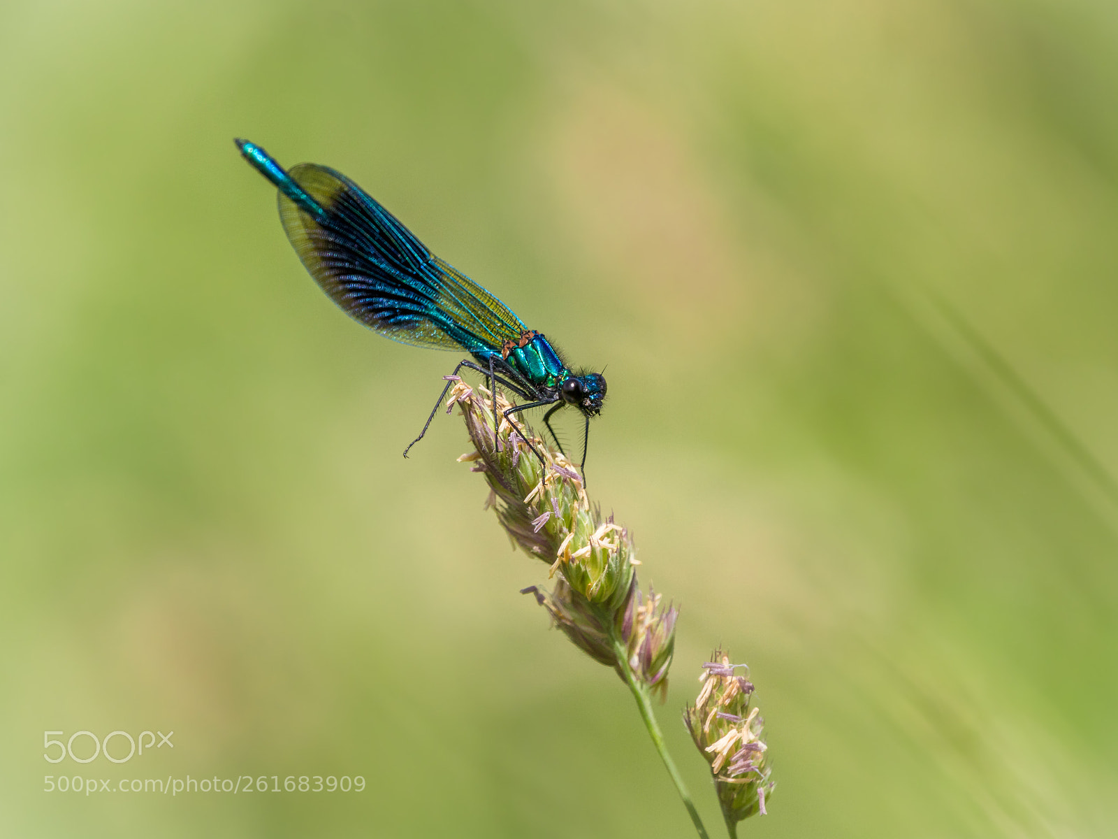 Canon EOS 80D sample photo. Banded demoiselle male photography
