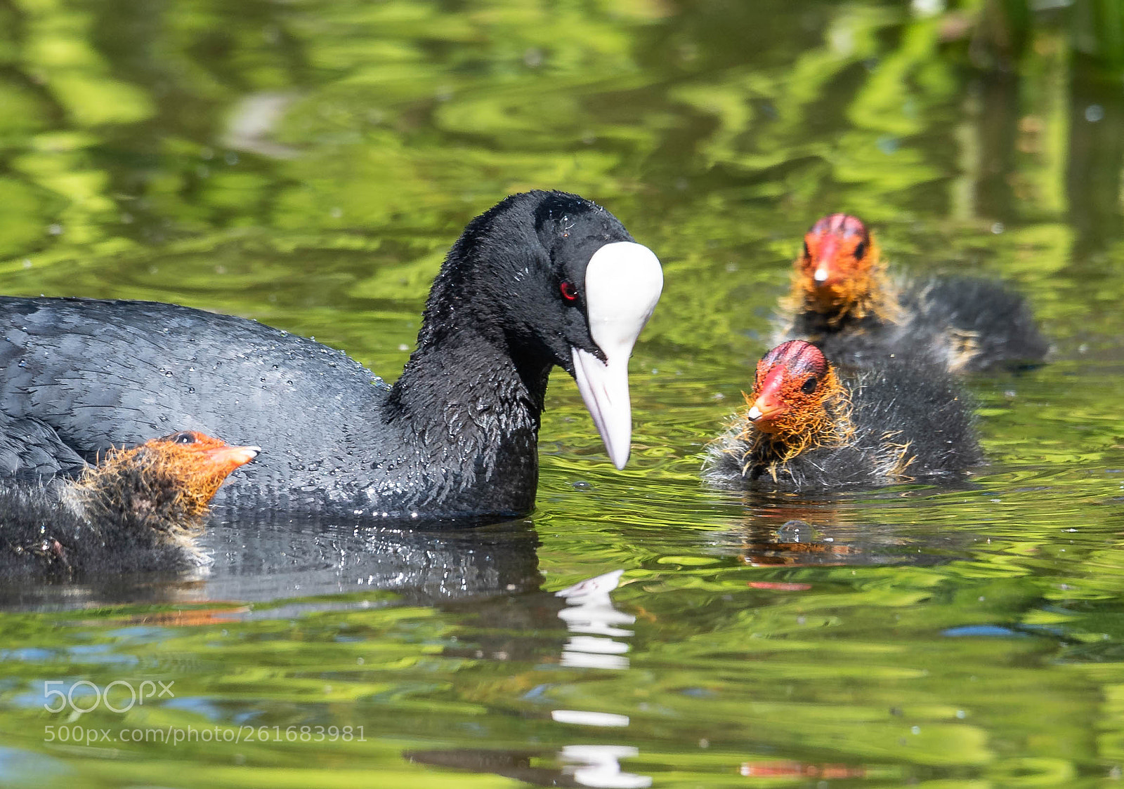 Nikon D750 sample photo. Three chickens and a photography