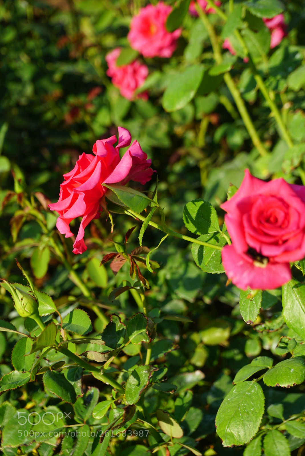 Sony a6000 sample photo. Chihiro photography
