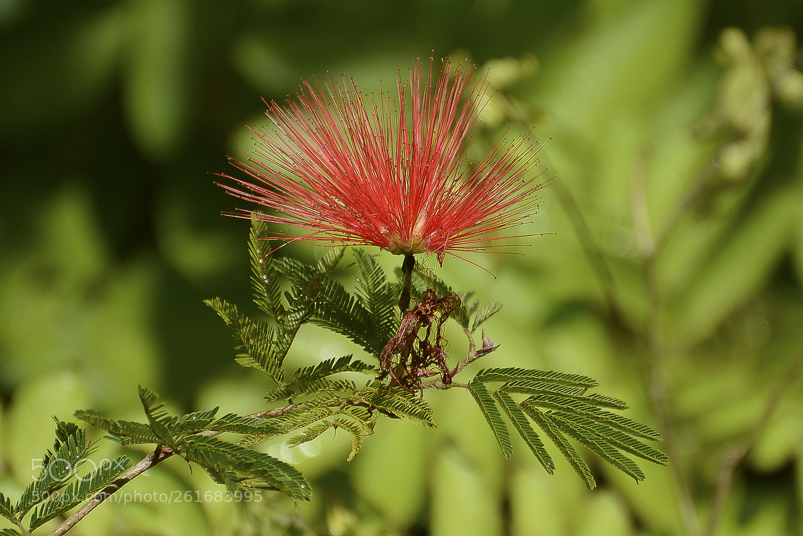 Nikon D7100 sample photo. Cores vibrantes da natureza. photography