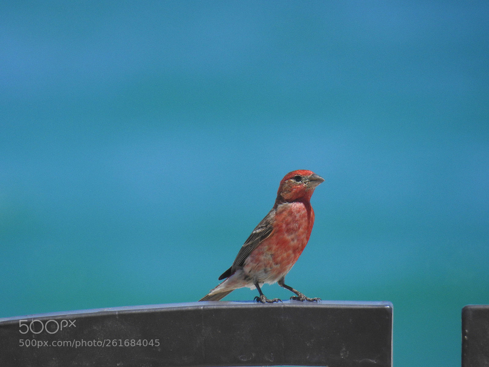 Nikon Coolpix P900 sample photo. House finch photography