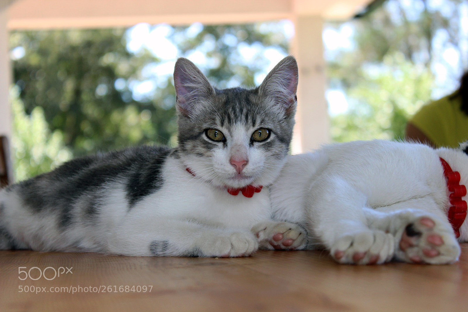 Canon EOS 600D (Rebel EOS T3i / EOS Kiss X5) sample photo. Cats photography