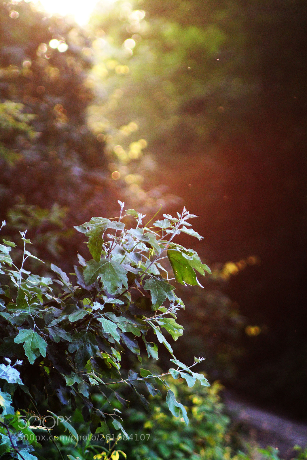 Canon EF 50-200mm f/3.5-4.5 sample photo. Untitled photography