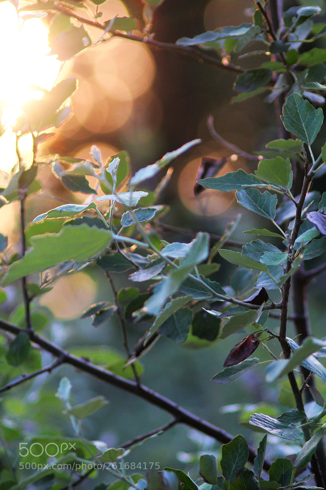 Canon EF 50-200mm f/3.5-4.5 sample photo. Untitled photography