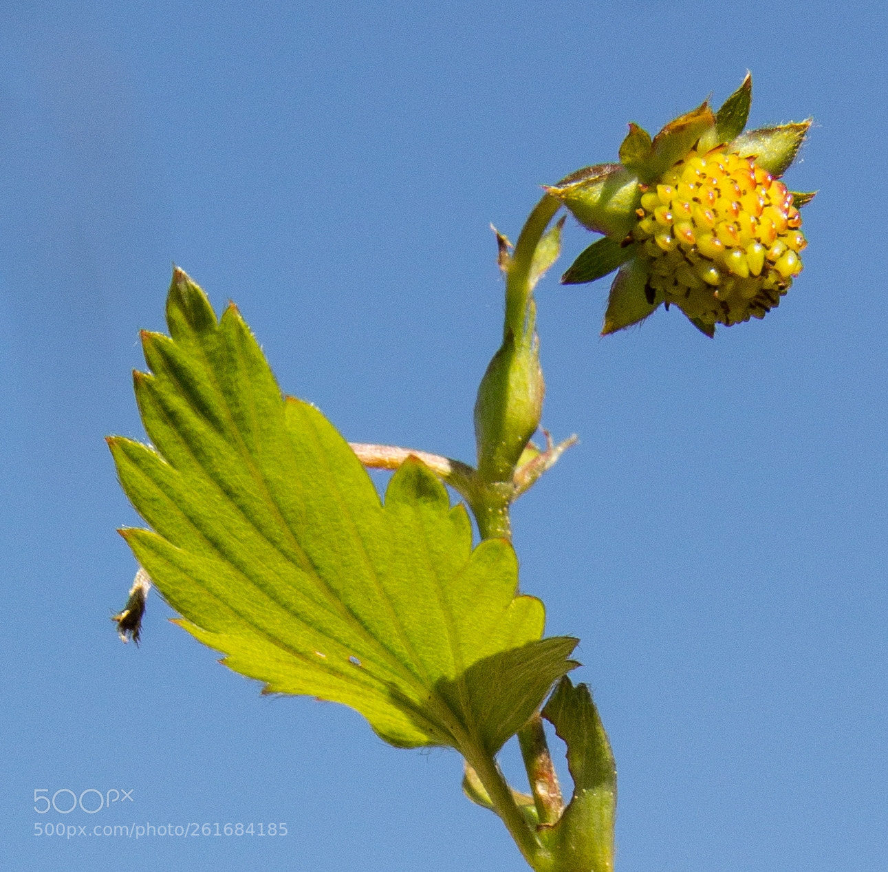 Canon EOS 1200D (EOS Rebel T5 / EOS Kiss X70 / EOS Hi) sample photo. Fragaria vesca photography