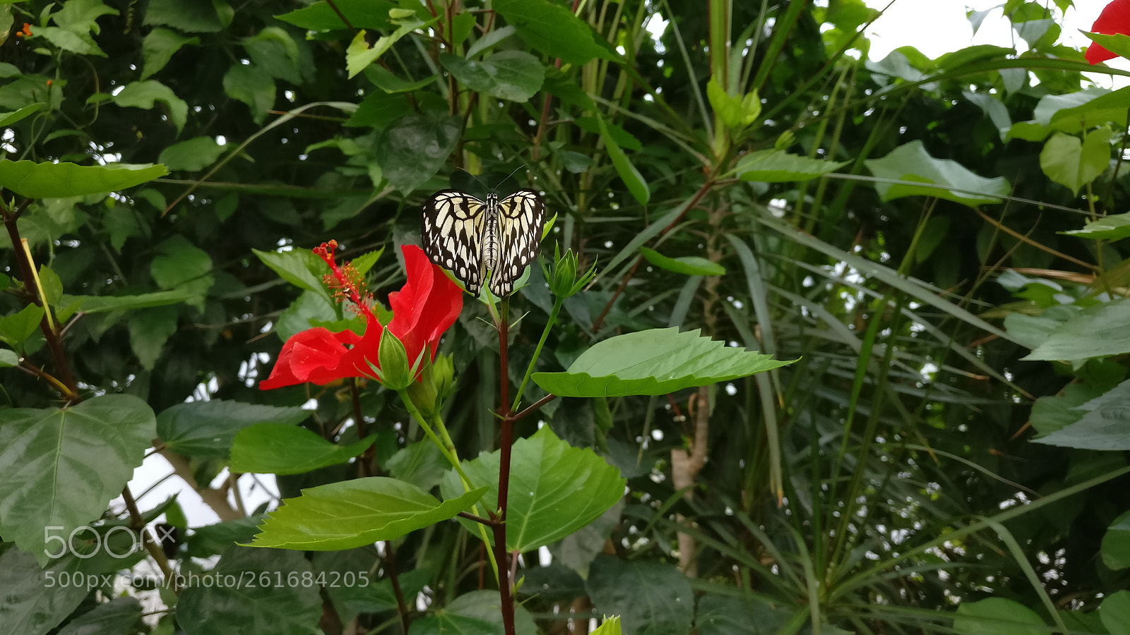 OnePlus A3003 sample photo. Hiding butterfly photography
