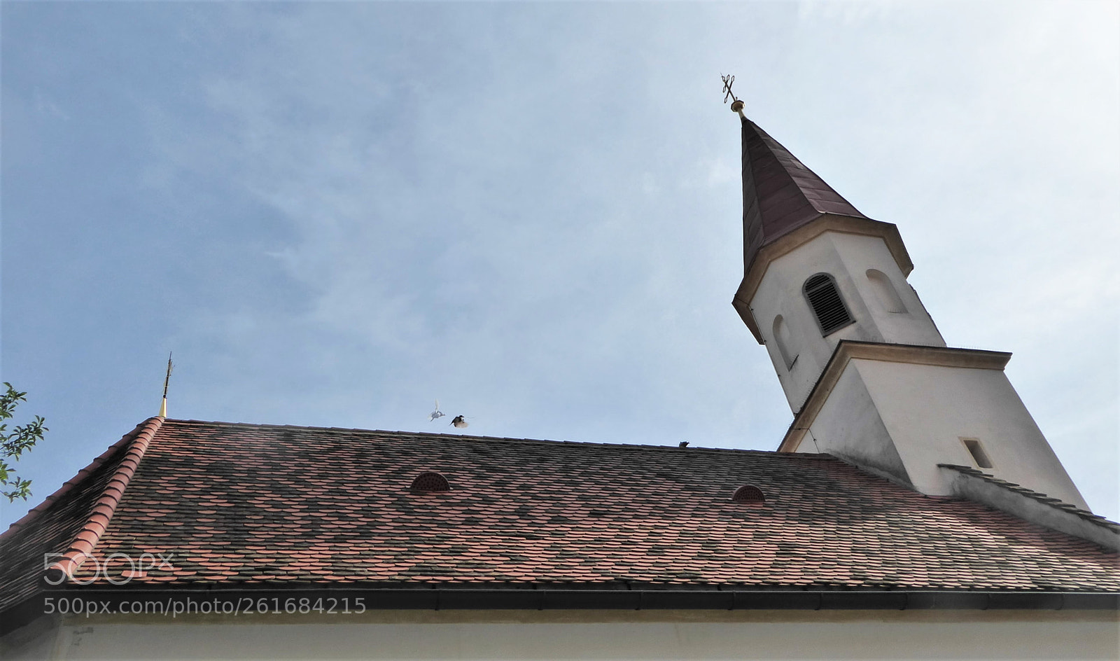 Panasonic DMC-TZ71 sample photo. Pigeon's holy spirit photography