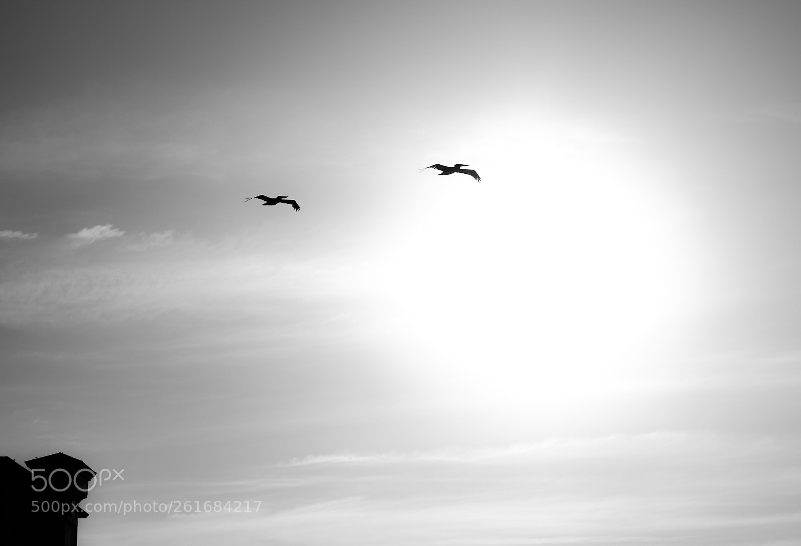 Fujifilm X-H1 sample photo. Pelicans, deerfield beach, fl photography