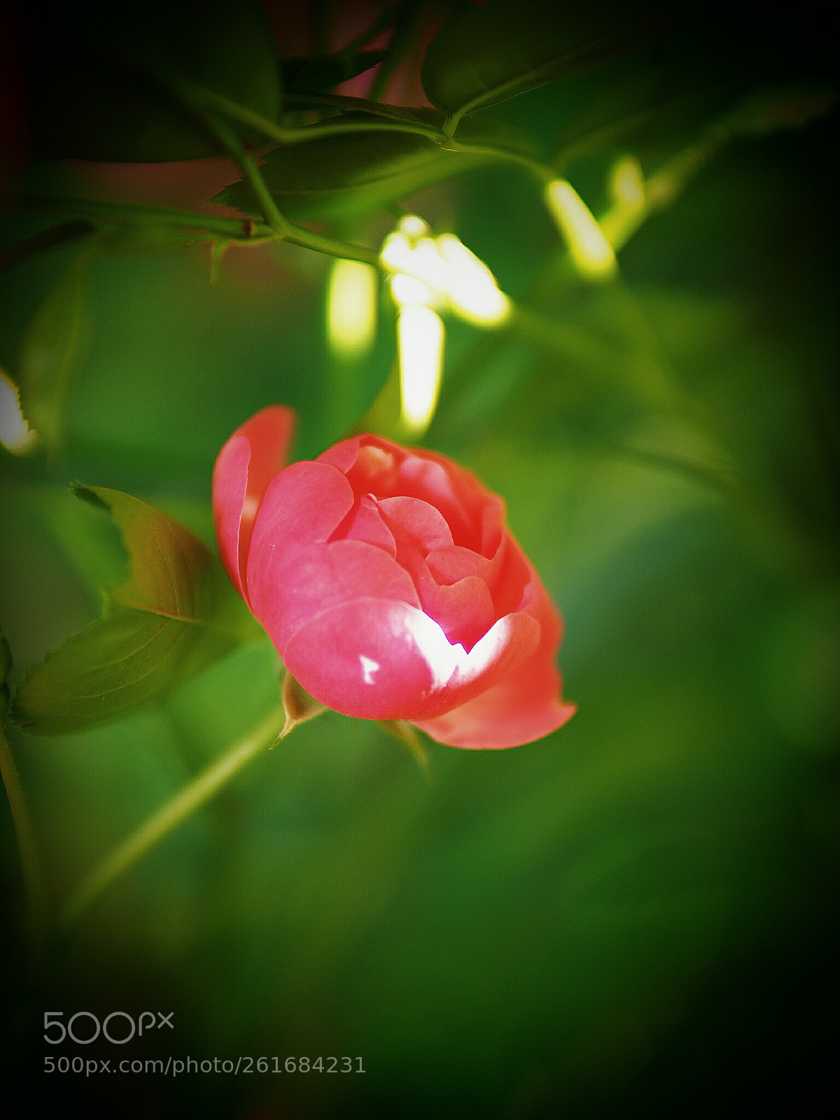 Olympus OM-D E-M1 Mark II sample photo. Untitled photography