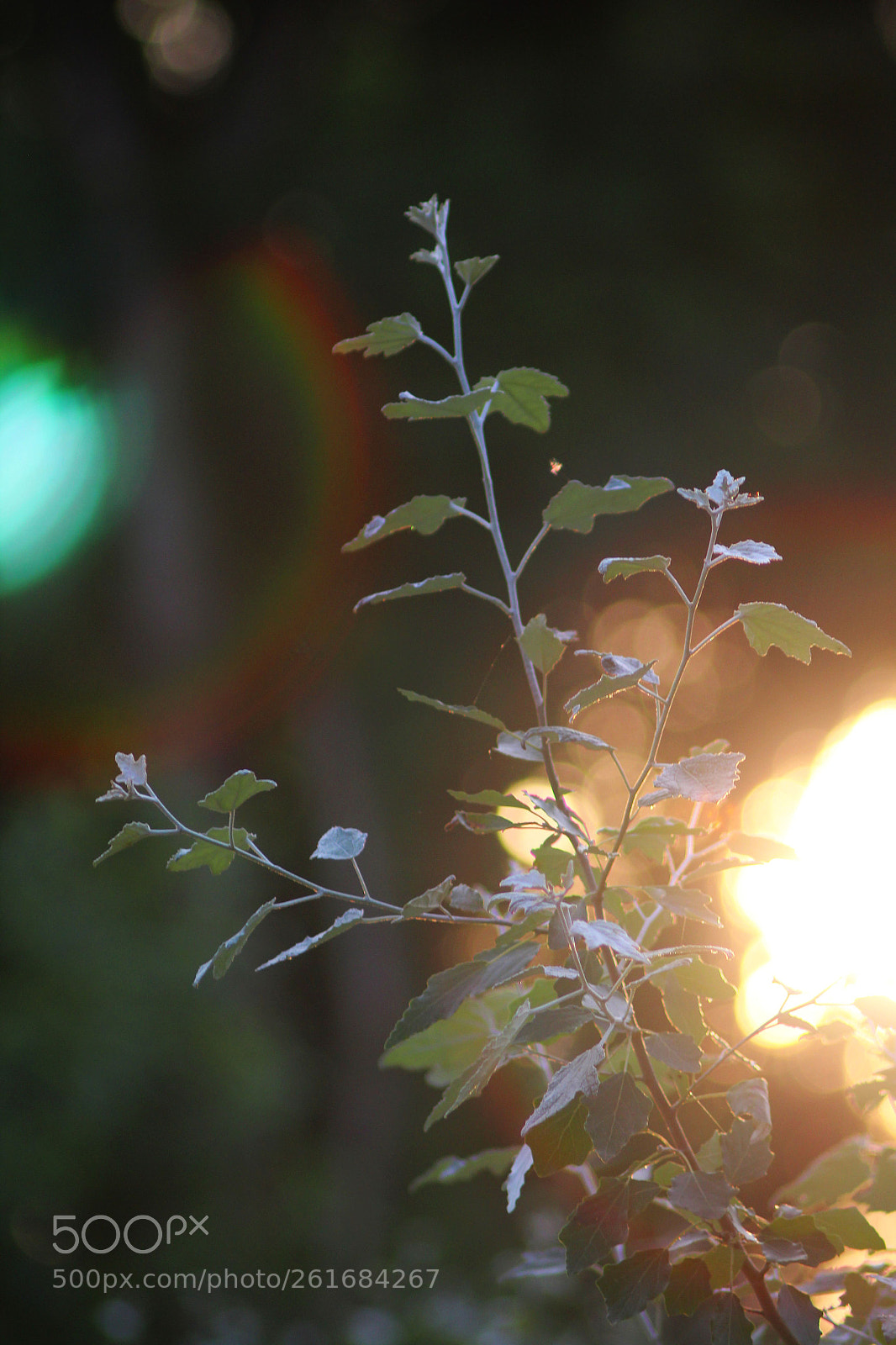 Canon EF 50-200mm f/3.5-4.5 sample photo. Img photography