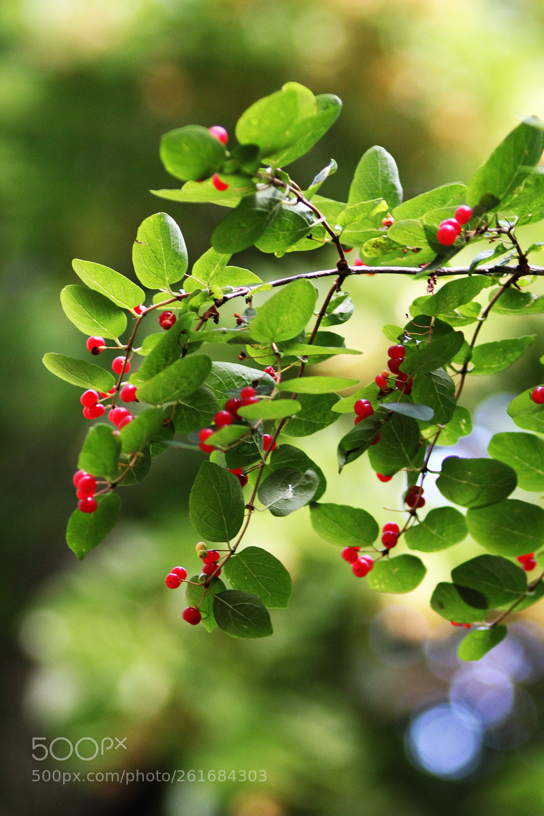 Canon EF 50-200mm f/3.5-4.5 sample photo. Untitled photography