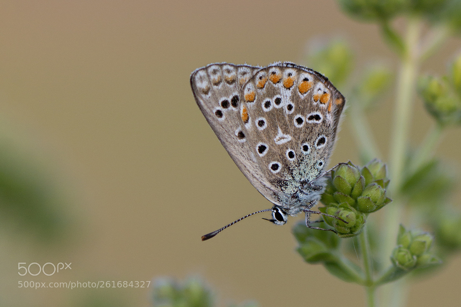 Canon EOS 70D sample photo. Butterfly photography