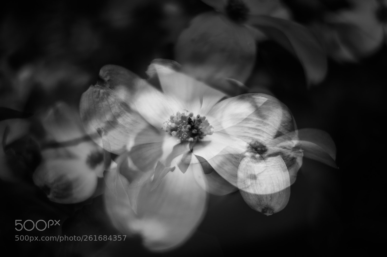 Fujifilm X-T2 sample photo. In bloom photography