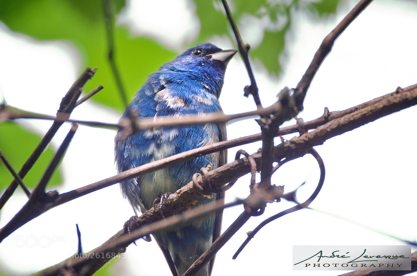 Nikon D7000 sample photo. Indigo bunting molting photography