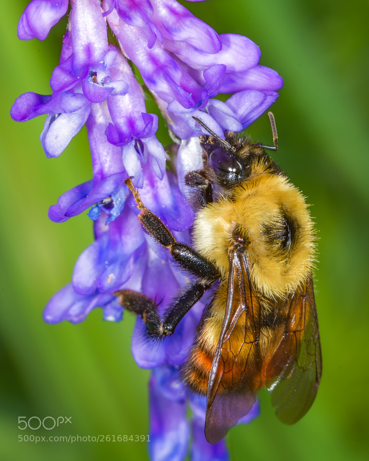 Nikon D7200 sample photo. Red-belted bumble bee photography
