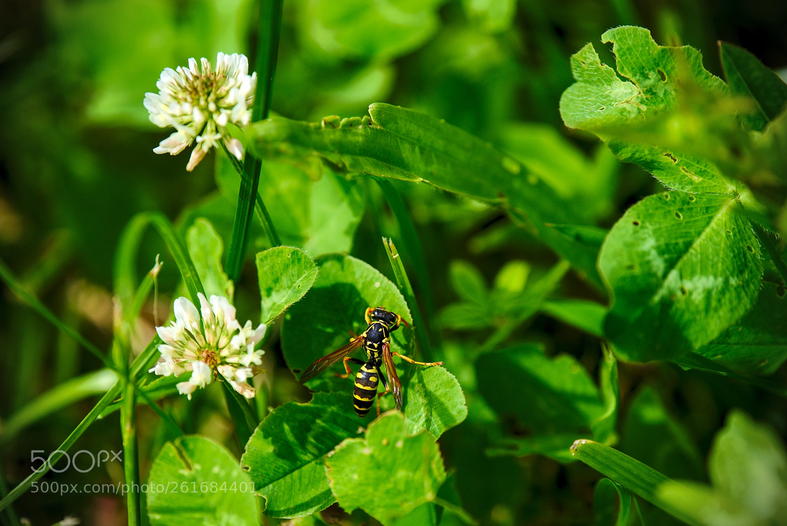 Nikon D750 sample photo. Guêpe photography