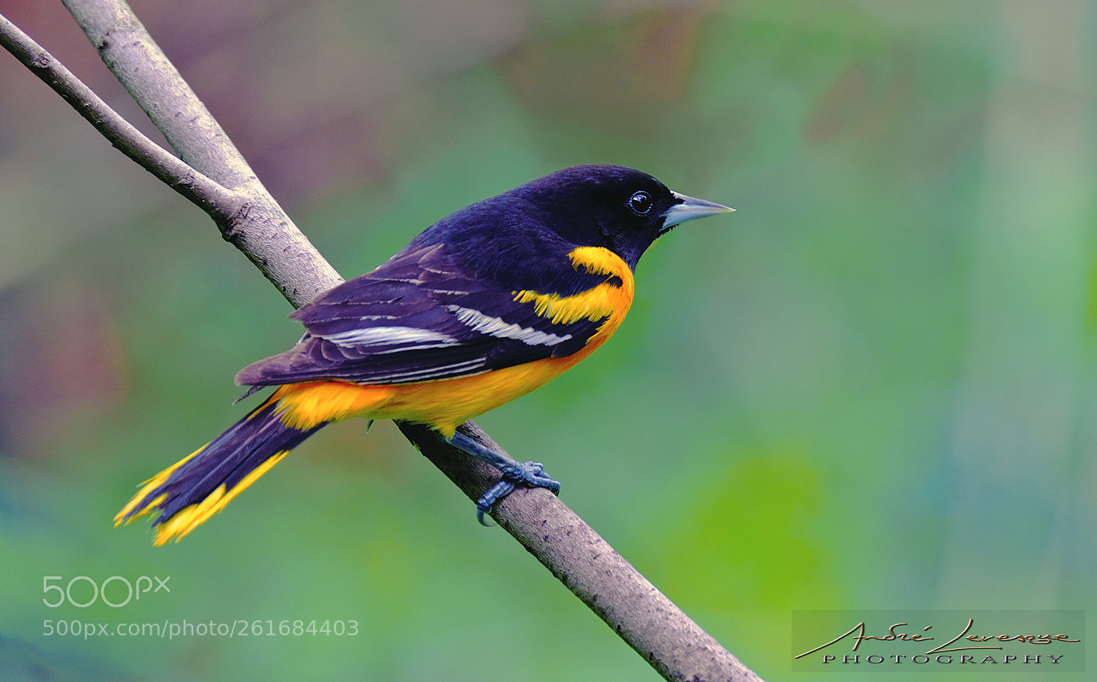 Fujifilm X-T10 sample photo. Baltimore oriole photography