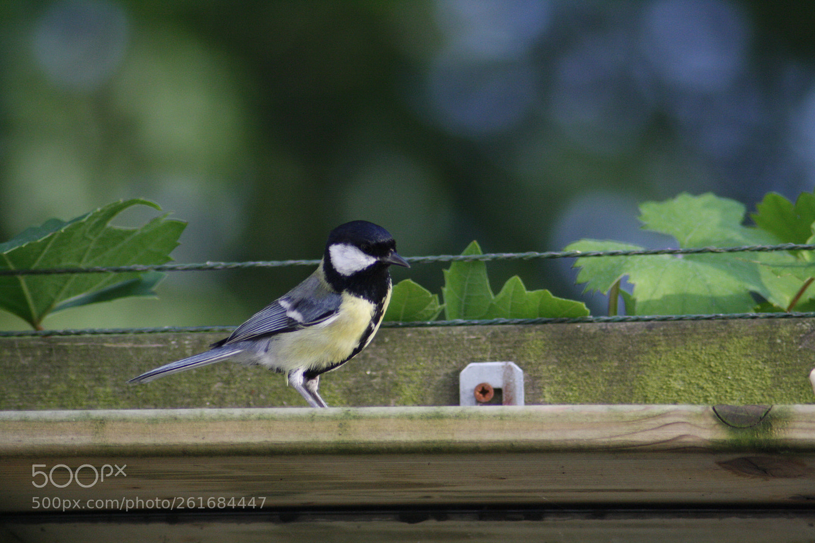 Canon EOS 1000D (EOS Digital Rebel XS / EOS Kiss F) sample photo. Great tit photography