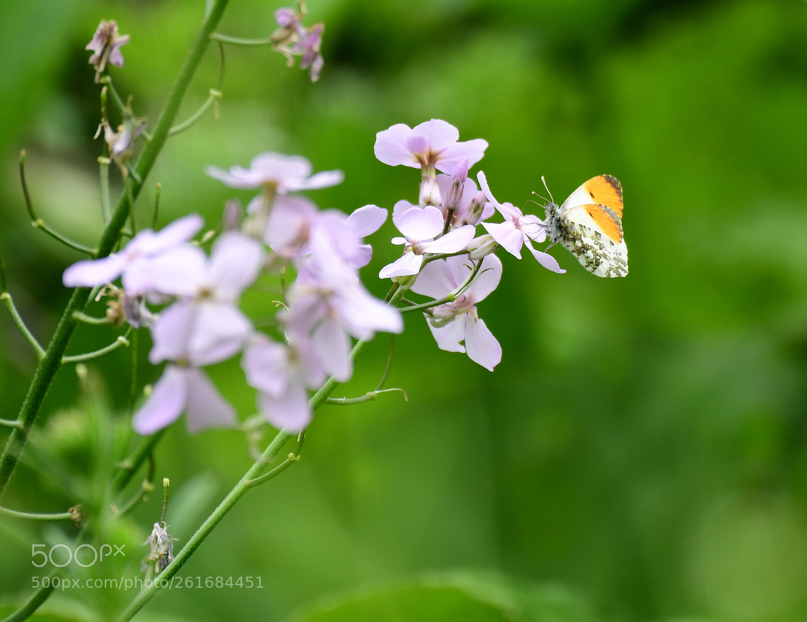 Nikon D500 sample photo. Orange tip on flowers photography