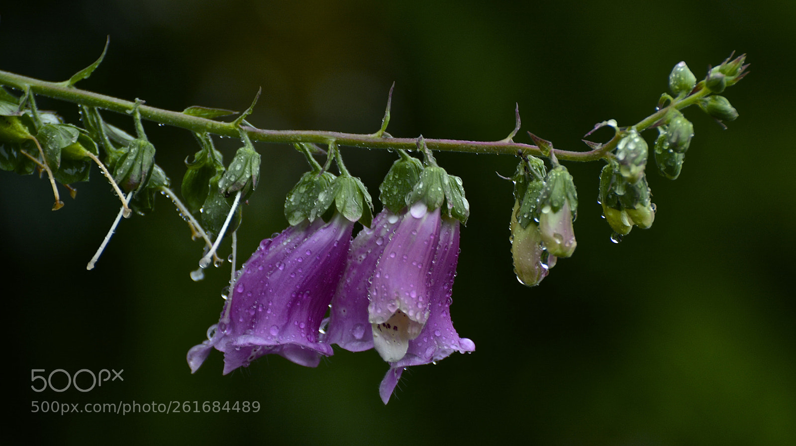 Nikon D7100 sample photo. Purple rain photography