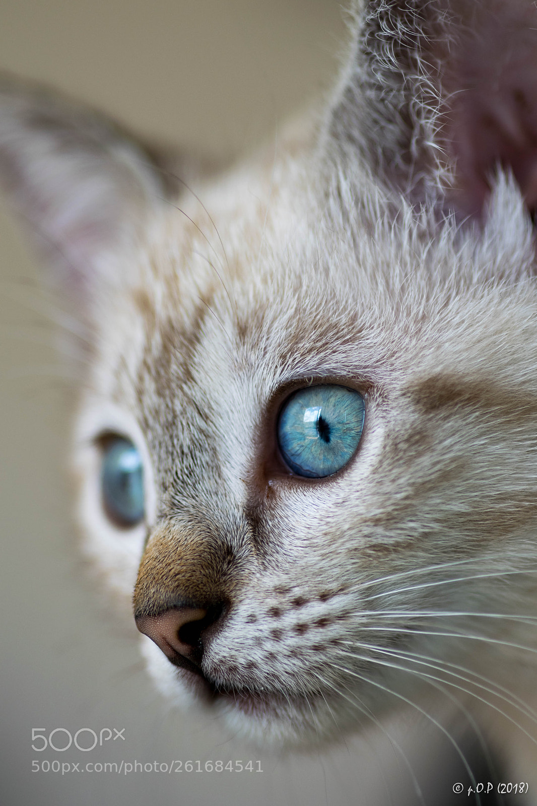 Nikon D3300 sample photo. A portrait of flash photography