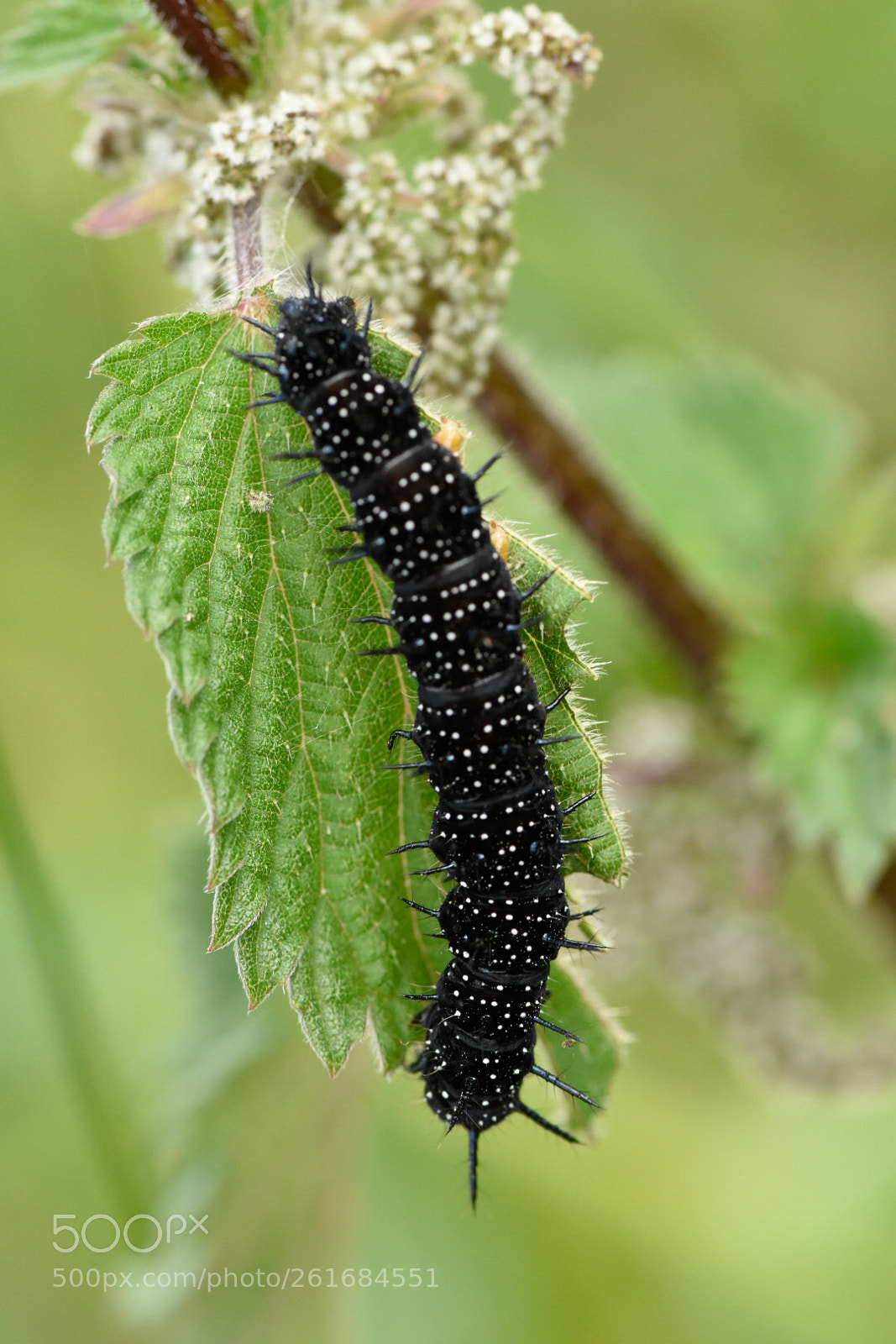 Nikon D7200 sample photo. Black caterpillar photography