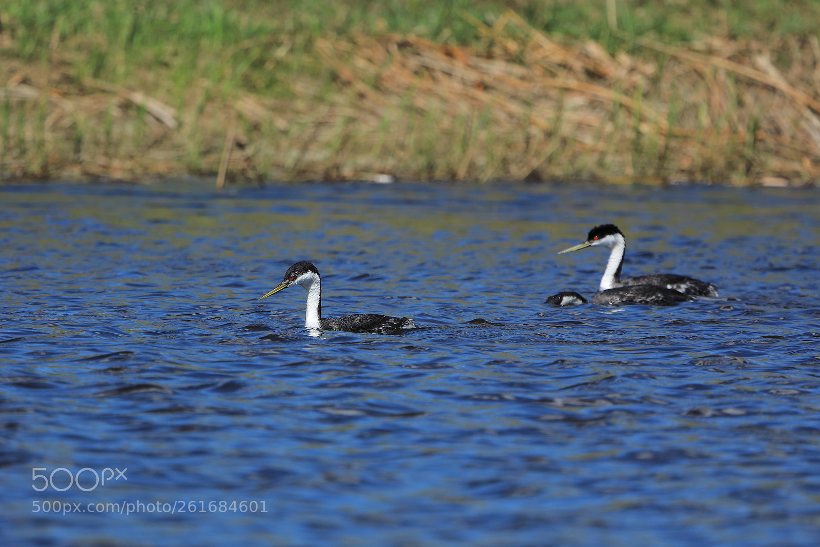 Canon EOS 5D Mark IV sample photo. Western grebes - aechmophorus photography
